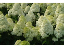 ��������� ����������� (����� ����) ����� ��� ( ��. ������., ����� ���. � ����. � � ����� ���� �����. ���.-���).jpg