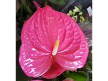 �������� ����� ���� ( Anthurium Arisa Pink) -