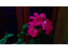 ���������� Bold Ministrel