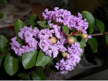 ������������ ��� ��������� ������- ������ ��������..