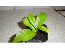 ������ �������� - 200 ���.