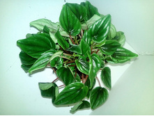 Kirsten- 450 ���.