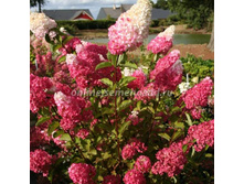 ��������� ����������� (����� ����) ����� ����� (������ �����, ������� �� ��������� � ������� ��������).jpg