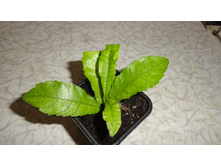 ������ �������� -