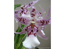 ������� �������� ���� 'Morning Joy'-