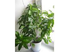 ������ �������� - ������ �������� �������� ..