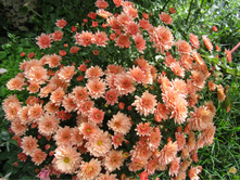 ���������� ����������� Branbeach. ������-���������