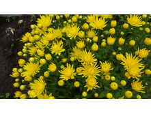 ���������� Bransound Lemon