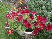 ��� ������� Crazytunia Mandeville.JPG