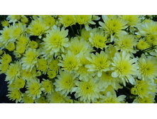 ����������  Branfountain Lemon