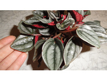 ��������� ������� ( Mendoza) - 400 ���.