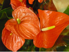 �������� ����� ������� (MADURAL ORANGE)