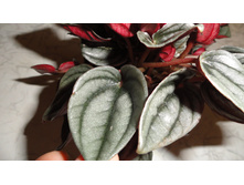 ��������� ������� ( Mendoza)