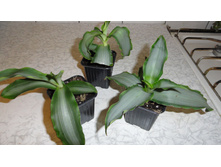 ��������� ���������� ����� ����- 150 ���.