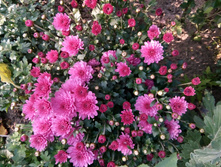 IMG 20180923 132621.jpg