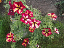 ������� Crazytunia Mandeville.JPG