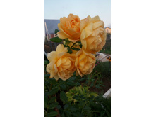 IMG-20180901-WA0009.jpeg