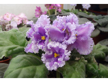 ��-������ 2.jpg