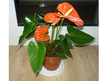 �������� ����� ������� (MADURAL ORANGE)- 750 ���.