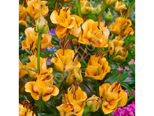 ����� ������� ����� (75,04)