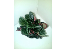 Brasilia- 400 ���