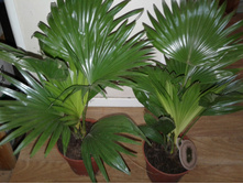 ������ ��������� - 800 ���. ����� ������ !!!