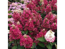 ��������� ����������� (����� ����) �������� ������� (��. ������� �����, ����� ��������, � ����� ���������).jpg