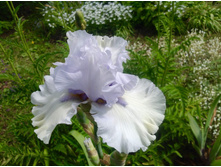 ���� ��������� ������ ��� ��������.jpg