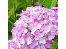 ��������� �������������� (����� ����) ������ (������ �������).jpeg