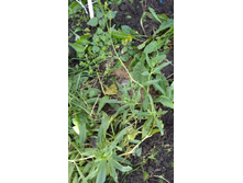 IMG 20181019 090249.jpg