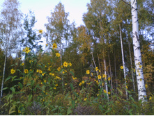 IMG 20181009 164858.jpg