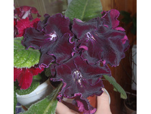 DS-������ 1.jpg