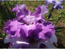 ���� ��������� ���������� Full disclosure.jpg