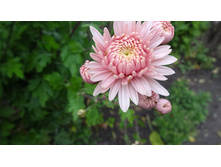 ������� ��������