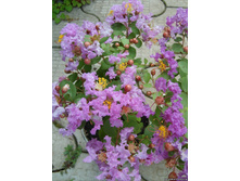 ������������ ��� ��������� ������....������ ��������..