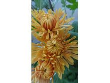 ����� �����