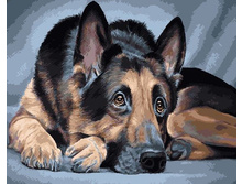 ������� �� ������� GX 5637 �������� ������� 40*50 ����: 395.00 RUB