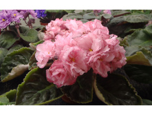 ��-���� �����.jpg