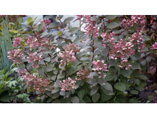 ���� ���