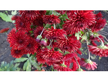 ��������� "����� ���� "