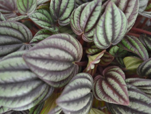 ��������� ������� �����