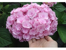 ��������� �������������� (����� ����) � ��� �� ��� (������ �������, ��������).jpg