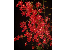 �������� ���