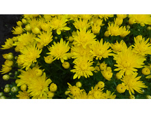 ���������� Bransound Lemon