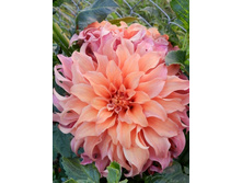 �������� ������� ������ MOONLIGHT SONATA (102,40)