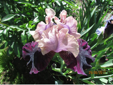 ���� ��������� ������.jpg