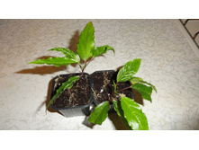 ������������� �������� Cooperi