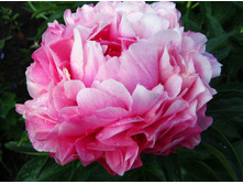 ���� ������.jpg