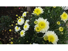 ������� �����