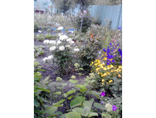 IMG 20180630 140803~2.jpg